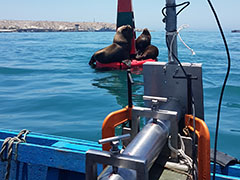 Levantamiento Batimétrico Monohaz - Estructura de Batimetría y lobos marinos - Paita 2019